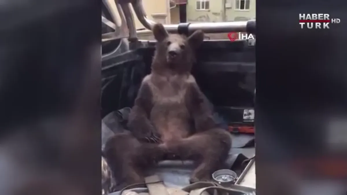 В Турции медведь забрался на ферму и объелся «неправильного» меда, из-за которого у него начались галлюцинации - видео
