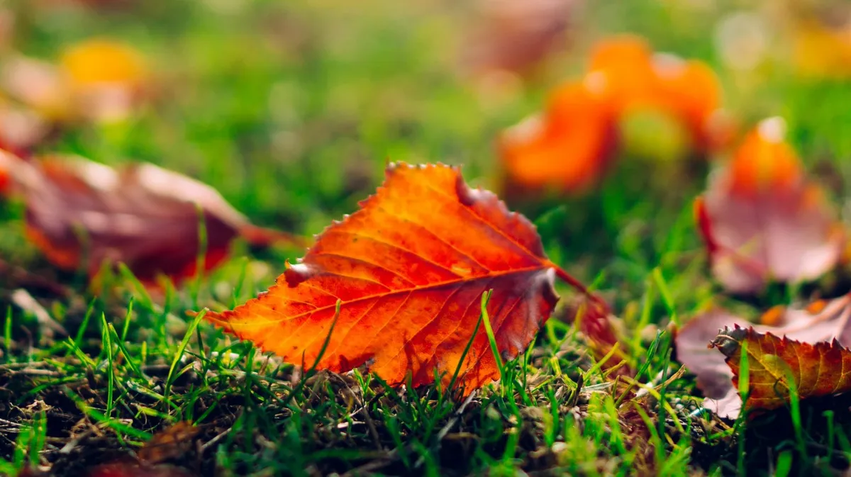 Осеннее равноденствие - красивое время. Фото: pxhere.com