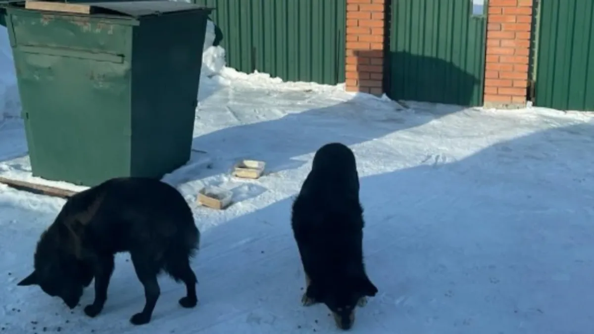 В Бердске 13 февраля отлавливают бездомных собак — могут ли забрать домашнее животное