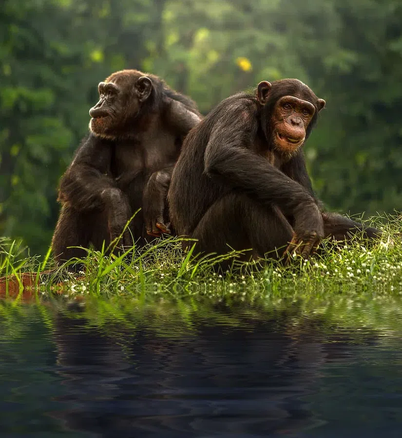 Впервые в Африке шимпанзе убивают и поедают горилл