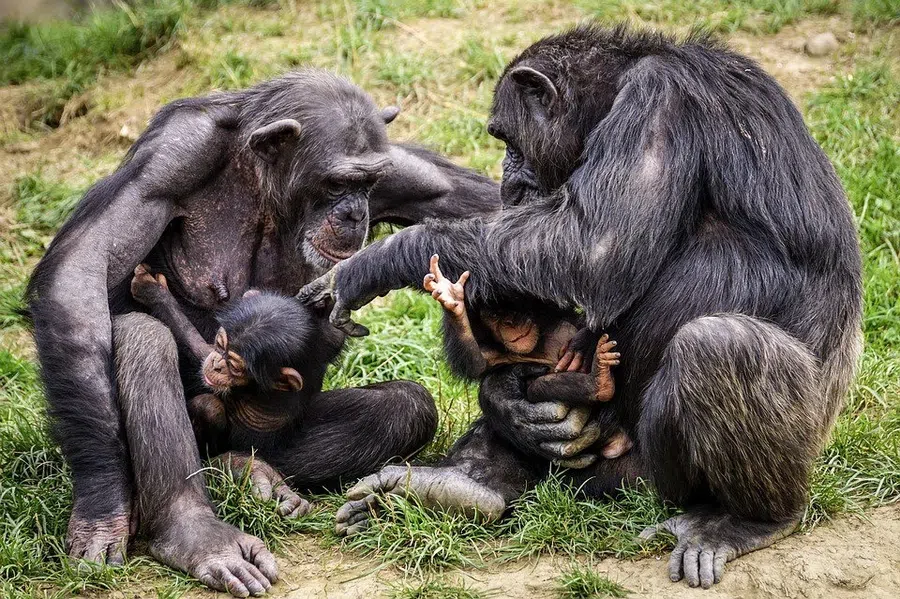 Шимпанзе умеют примитивно лечить раны: мать шимпанзе замечена за лечением пореза на ноге сына прикладыванием насекомого