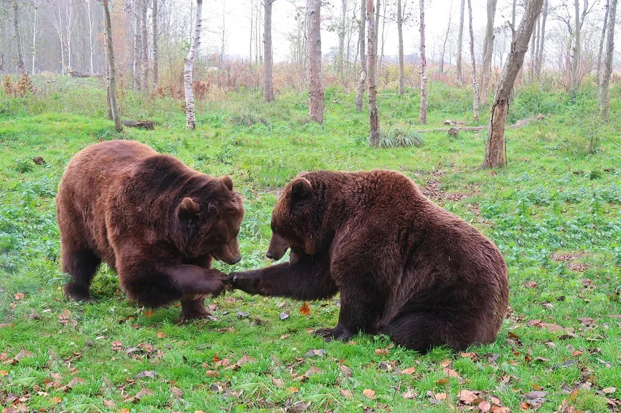 С Днем медведя! Сладкие медовые поздравления в мохнатый праздник 13 декабря