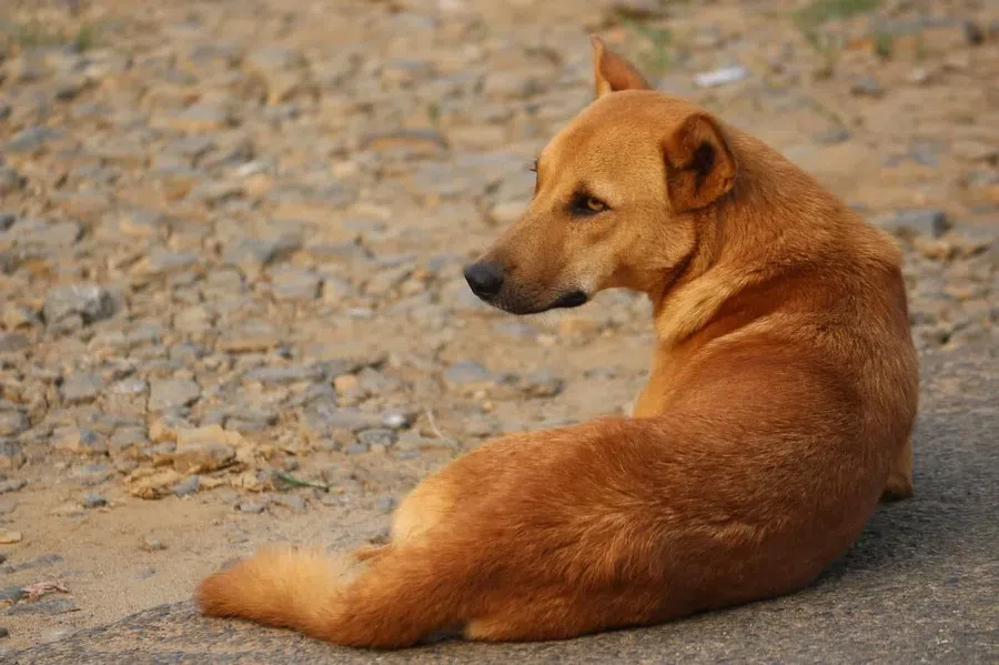 Собака искусала ребенка: Хозяйка пса заплатит 30 тыс. рублей по суду в Новосибирске