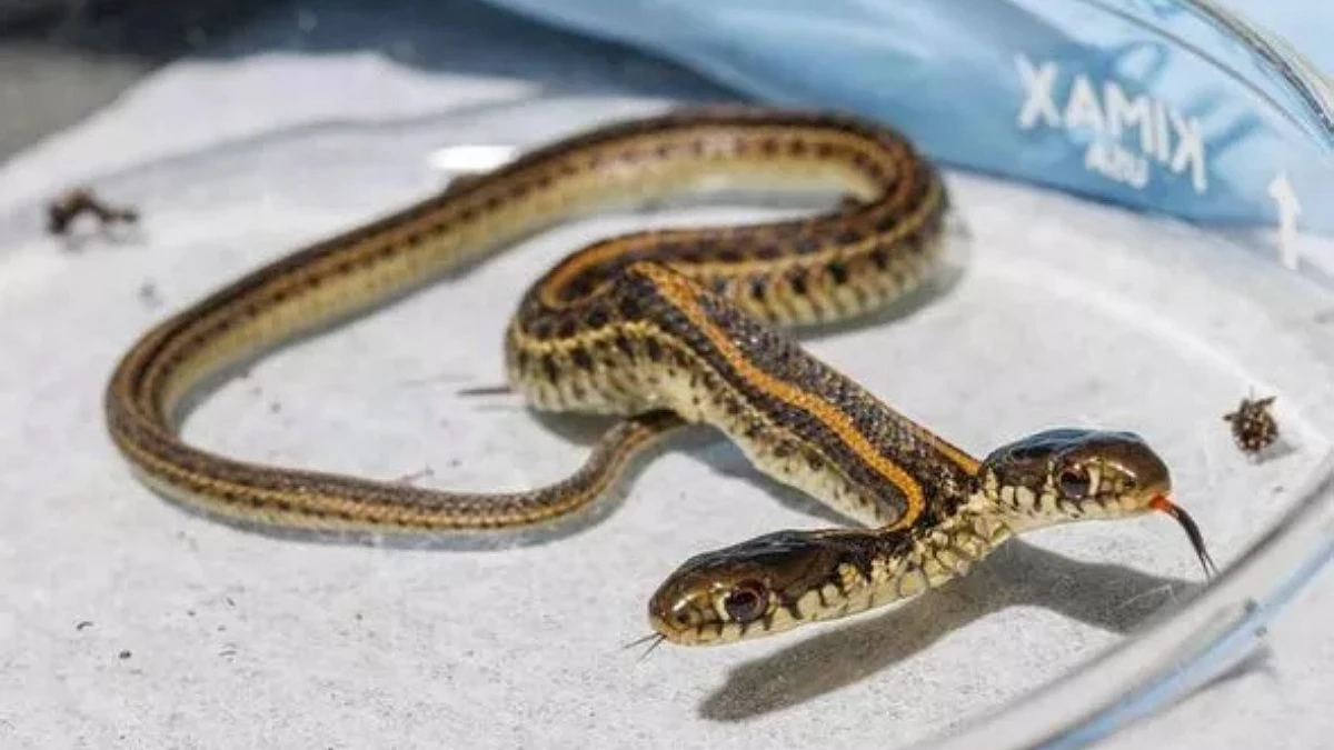 Житель Небраски нашел редкую двуглавую змею — мутация одна на 100 000