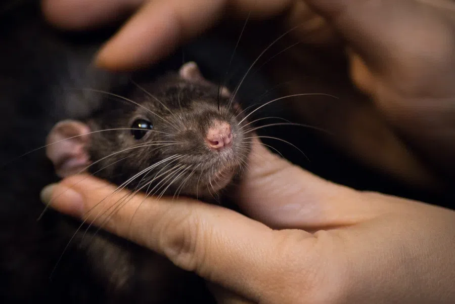К чему снится крыса: как с помощью сновидений узнать о предательстве и проблемах в семье