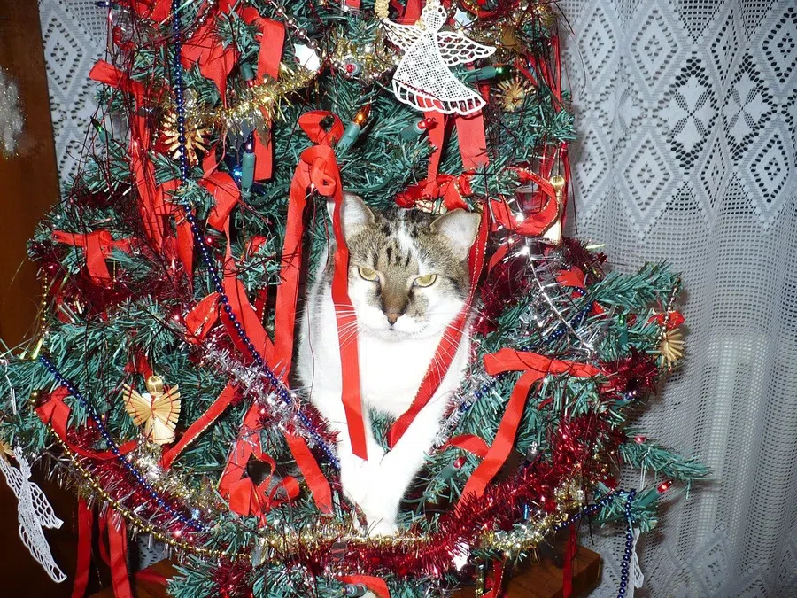 Кошка, ёлка и игрушки: как пережить Новый год с питомцем и научить кошку не лезть к дереву