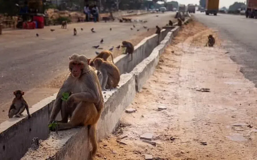 Разъяренные обезьяны отмстить собакам, убив 250 щенков в Индии