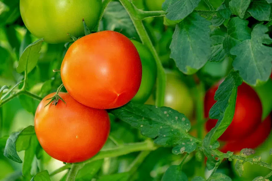 Когда сажать томаты по лунному календарю с 16 по 30 июня в 2021 года: как ухаживать и добиться богатого урожая