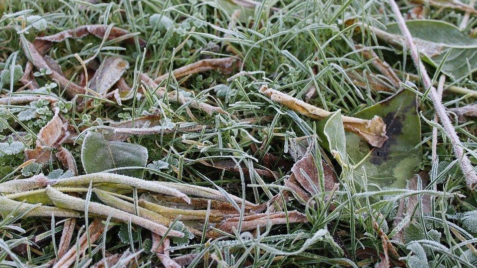 С 17 по 19 августа в Новосибирскую область придут заморозки. Часть урожая может погибнуть 