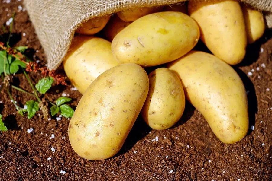 Выращивание картофеля: как его окучивать и главная ошибка, из-за которой клубни могут стать зелеными