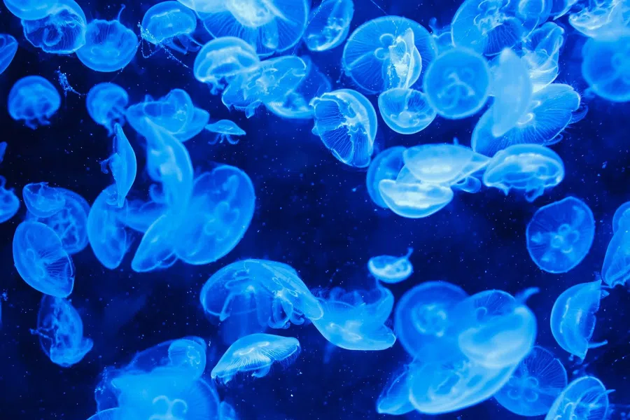 Из-за нашествия медуз в Азовском море глава Запорожья подаст в суд на Россию