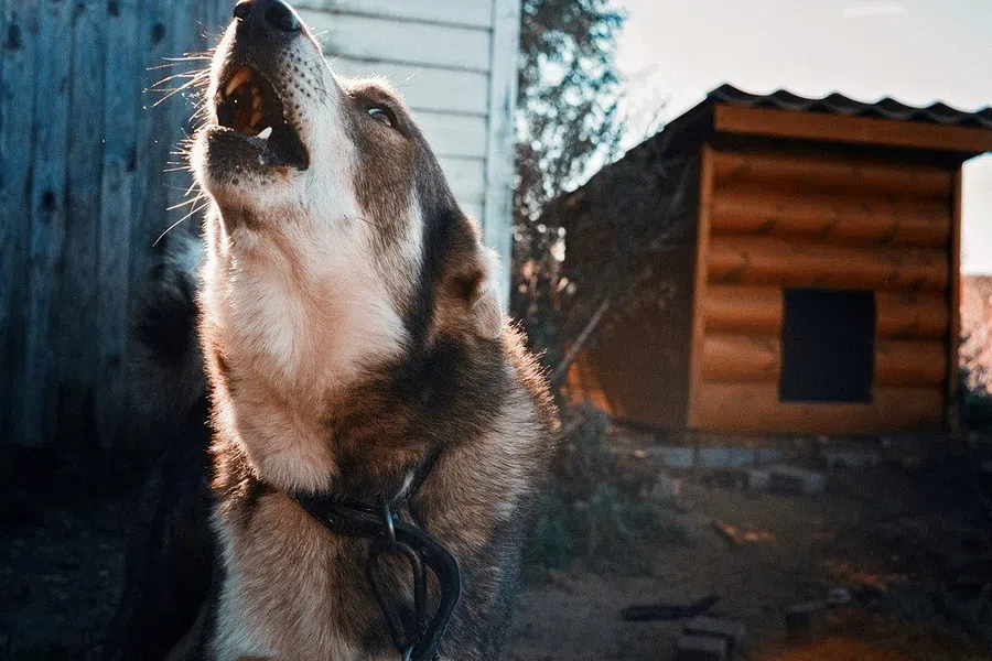 Под Новосибирском произошло массовое отравление собак: Погибли 13 псов