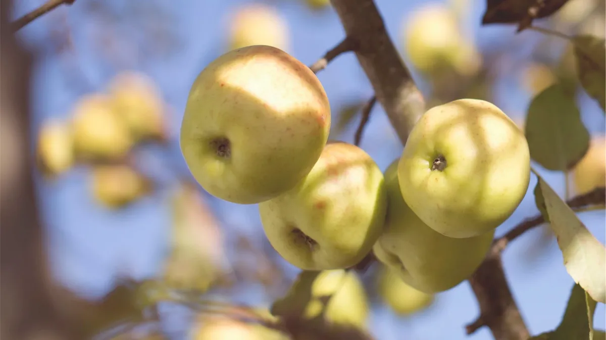 Существует несколько традиций, связанных с освященными яблоками. Фото: Pxfuel.com