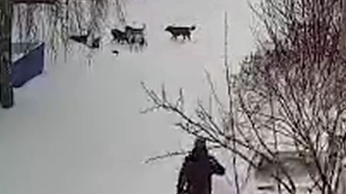 «Это хорошо, что мальчишка сообразил упасть головой в снег»: В Новосибирске стая бродячих собак едва не растерзала ребенка на глазах у отца - видео
