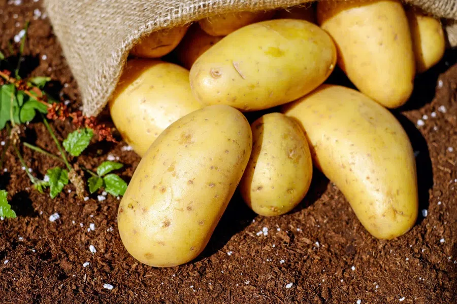 Благоприятные дни для уборки картофеля по лунному календарю на август 2021 года