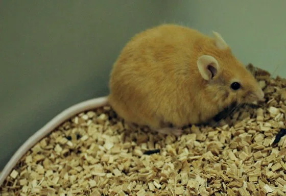 Мышь с мутацией Yellow, вызывающей развитие ожирения
