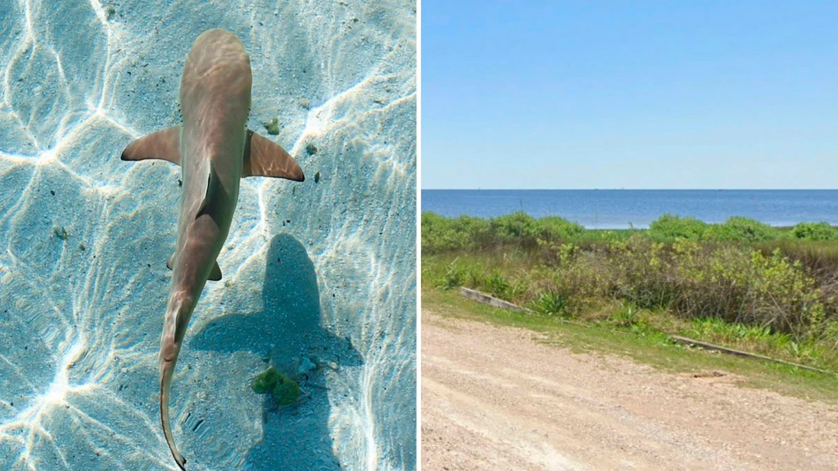 В Флориде акула откусила девочке ногу на пляже Китон-Бич 