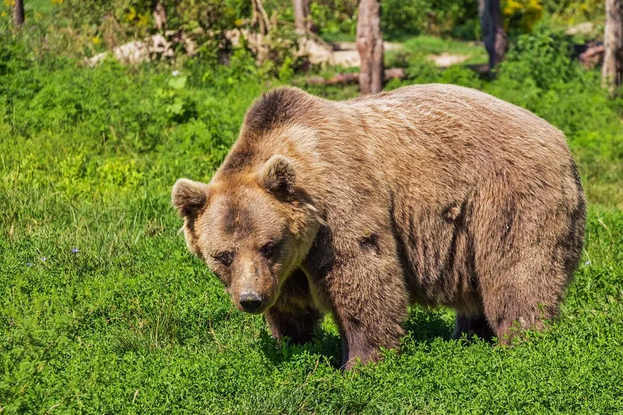 Одного человека медведь разорвал пополам