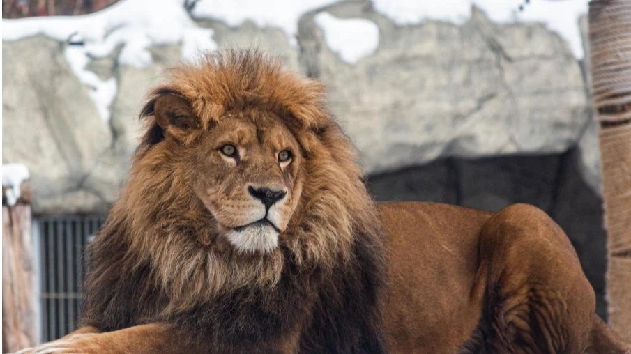 Умершего в Новосибирском зоопарке льва Самсона перемололи в муку