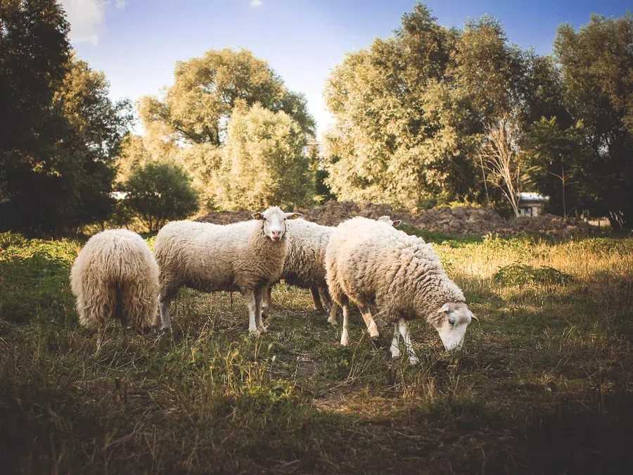 В этот день существует важная традиция, связанная с овцами. Фото: Pxfuel.com