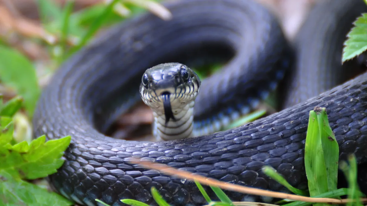 Многие змеи считаются опасными. Фото: pxhere.com