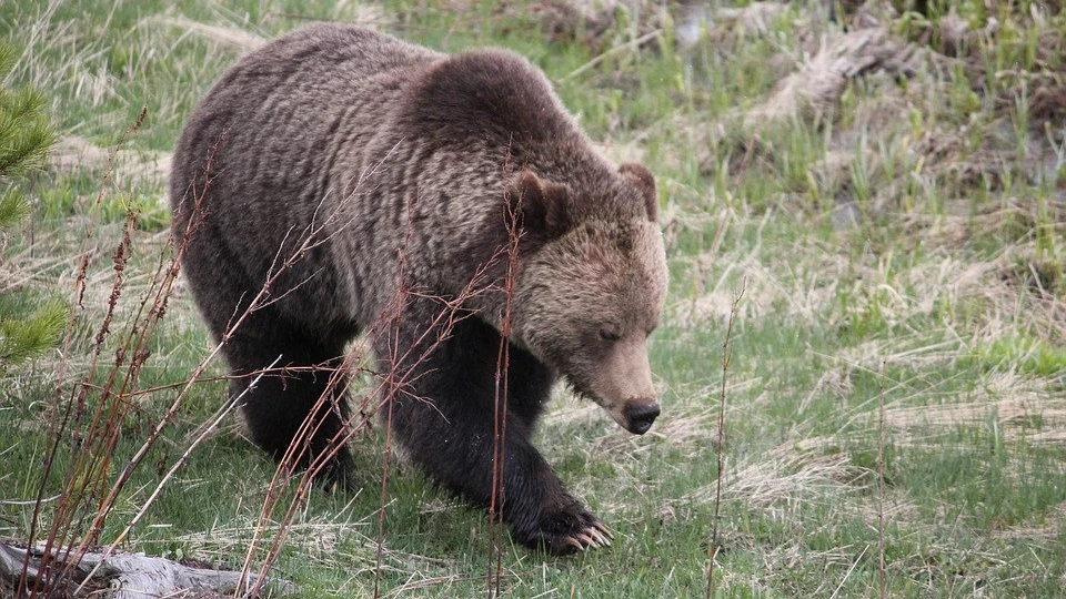 Примета 26 марта - Медведь проснулся – примета того, что началась настоящая весна.
Фото: pixabay.com