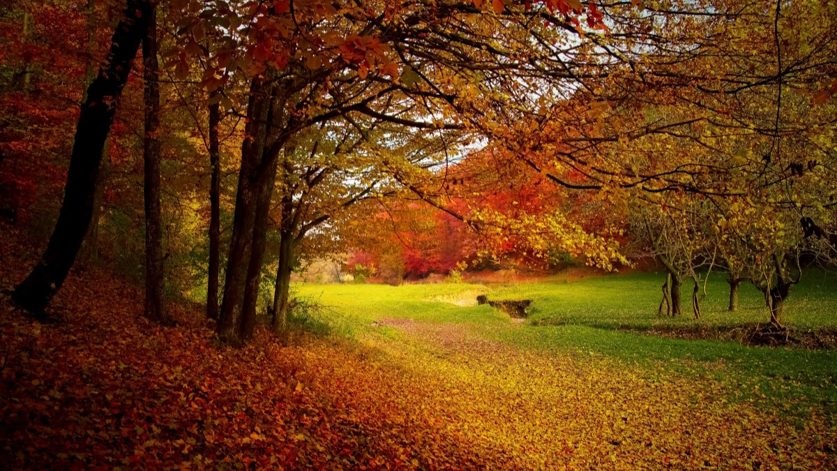 Листья желтеют, но не падают – к затяжной осени. Фото: pxhere.com