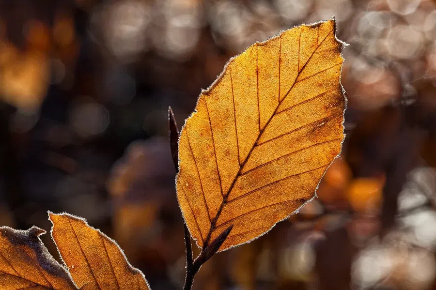 Часто говорят, что опавшие листья под деревьями считаются ценным продуктом, однако работает это только в лесу, в дикой природе. Фото: Pixabay.com