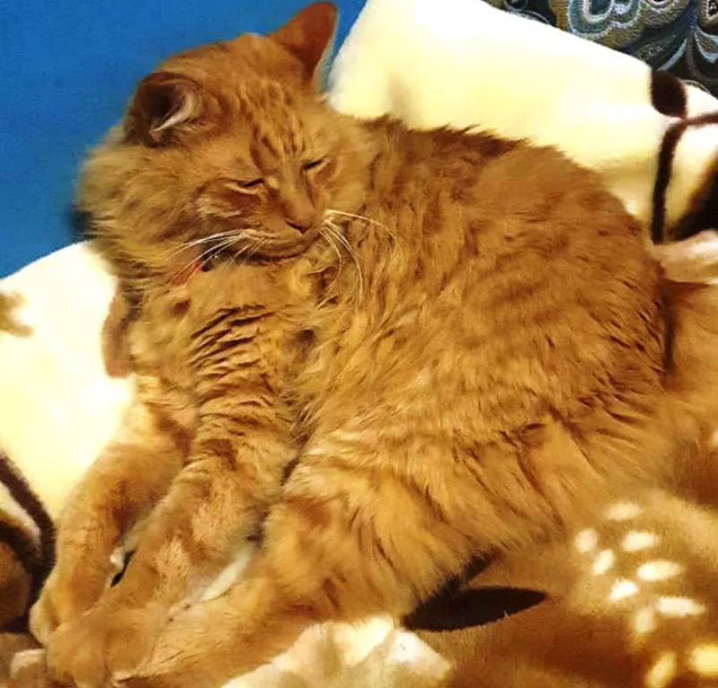 В Бердске дважды расстреляли из пневматики рыжего кота Федю: Пули остались в теле