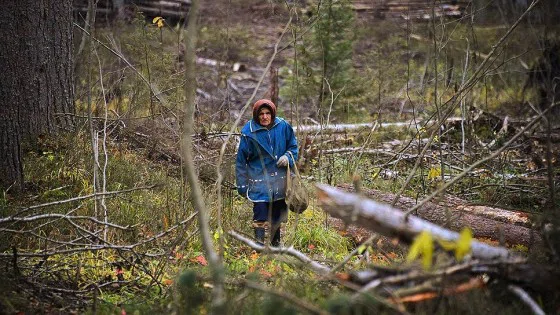 Пенсионеры разбили в лесу лагерь, чтобы остановить вырубку деревьев