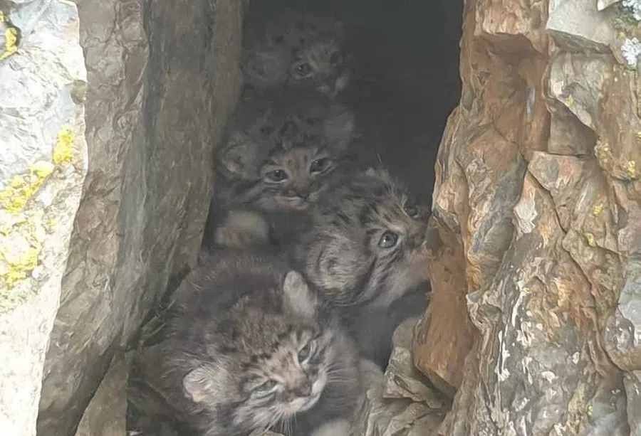 Очаровательных детенышей-манульчиков нашли в каменной расщелине на Алтае