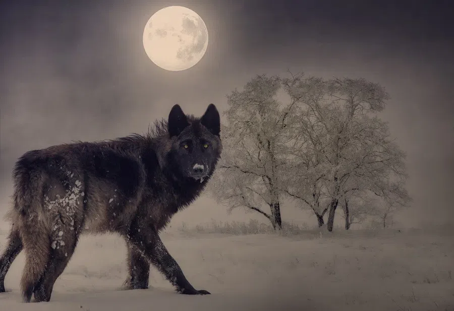 Волчья Луна стала первым Полнолунием 2022: как отразится на каждом знаке зодиака Полнолуние в Раке 17 -18 января - гороскоп Луны Волка