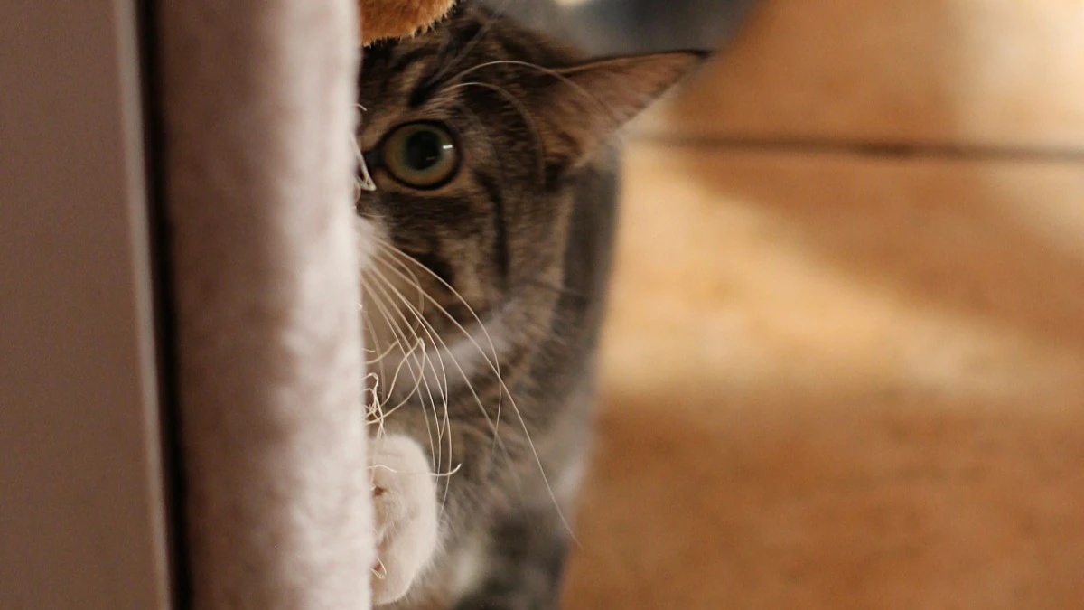 Шапито. 7 пород кудрявых кошек: особенности ухода и почему они такие умные – полюбуемся на фото