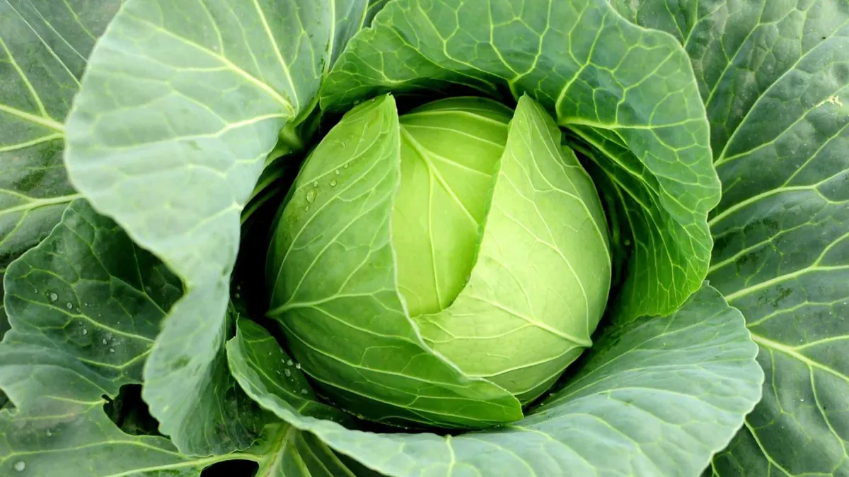 Капуста - самый вкусный и полезный овощ. Фото: pxhere.com