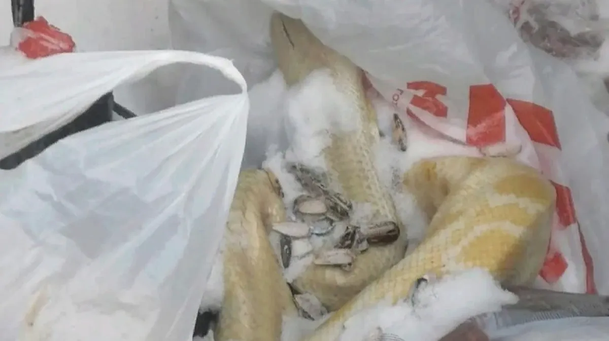 «Надеюсь, своей смертью погиб» Новосибирцы обнаружили в мусорном баке мертвого питона
