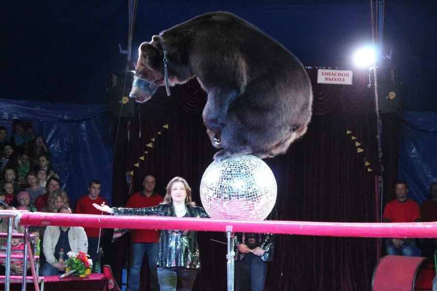 Медведь набросился на дрессировщицу во время представления в цирке-шапито. Зрители сняли видео