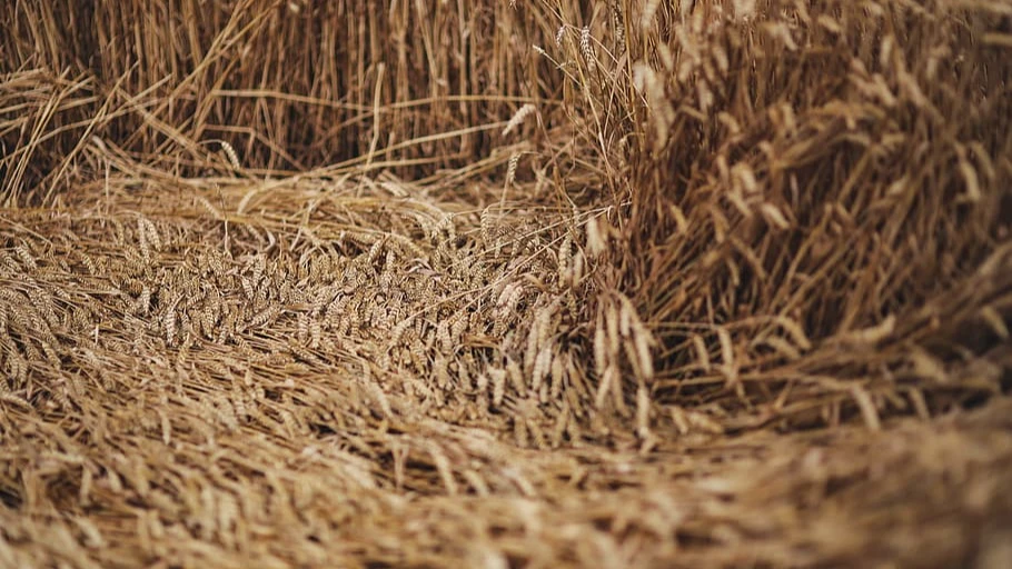 В Волгоградской области 38-летнего мужчину насмерть засыпало зерном 