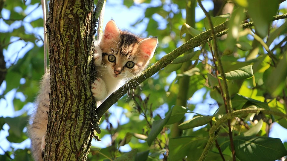 Всемирный день кошек (World Cat Day). Фото: pixabay.com