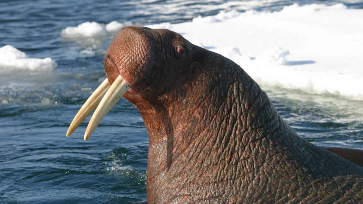  День моржа (Walrus Day). Фото: pxhere.com