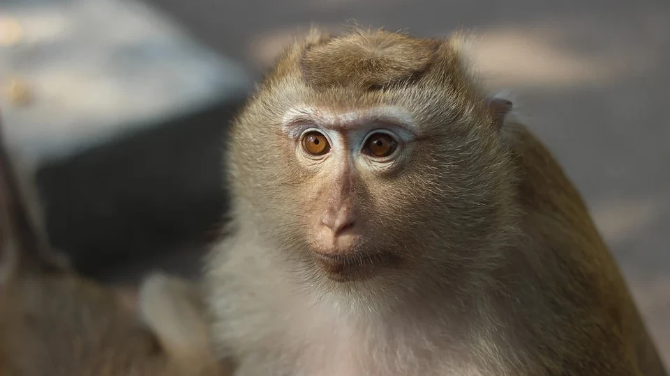 Оспа обезьян является родственником оспы, которая была ликвидирована в 1979 году. Фото: pixabay.com