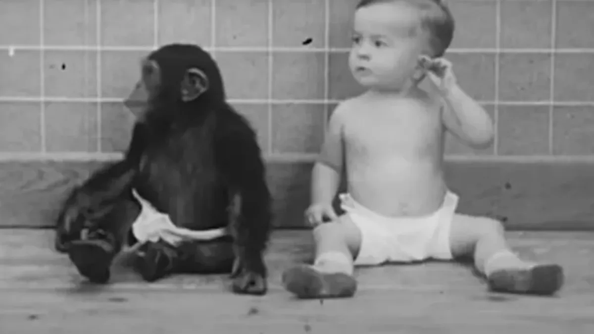 В рамках эксперимента обезьяна и мальчик воспитывались как брат и сестра. Фото: кадр из видео