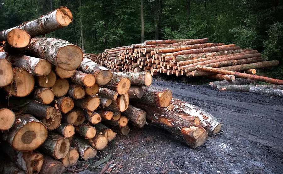 В Бердске идет активная рубка леса. Но власти утверждают, что это необходимость