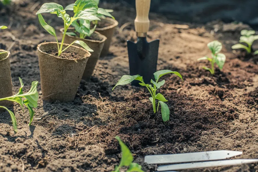 Какие удобрения можно использовать для подкормки растений в июне и июле на огороде и даче?