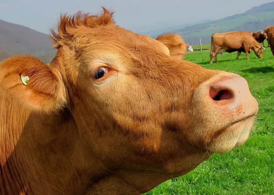 "Коровье бешенство" обнаружили в одной из стран Европы: фермеры боятся эпидемии