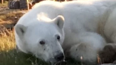 Московский ветеринар отправился на север страны, чтобы спасти медведя 
