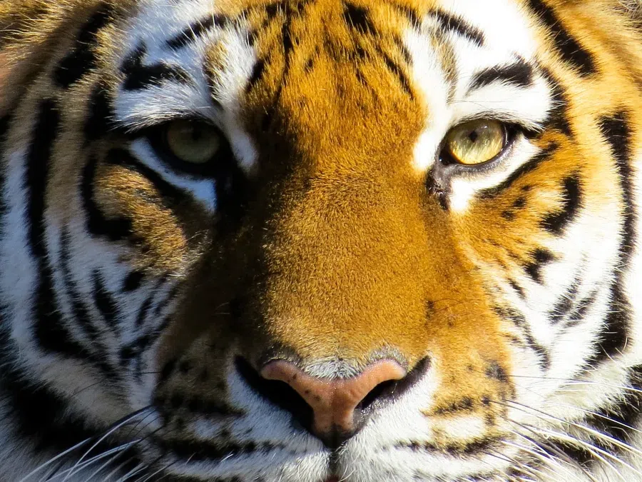 Тигр является своенравным зверем. Фото: Pxfuel.com