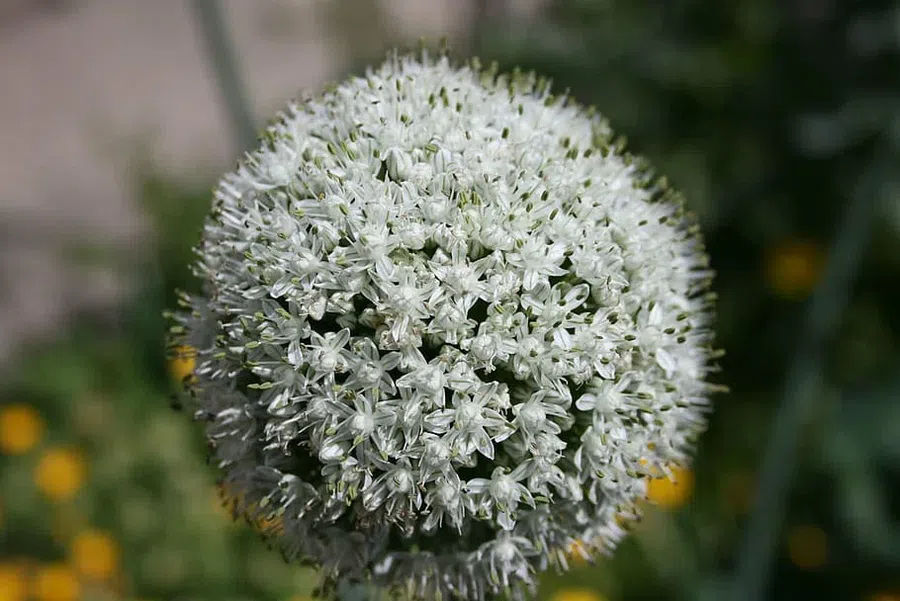 Этот необычный цветок образует цветочные головки в форме помпонов и лучше всего растет в солнечных, но защищенных местах.