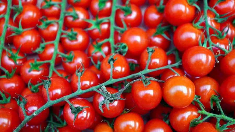 Семена томатов для рассады: как выбрать самый урожайный сорт