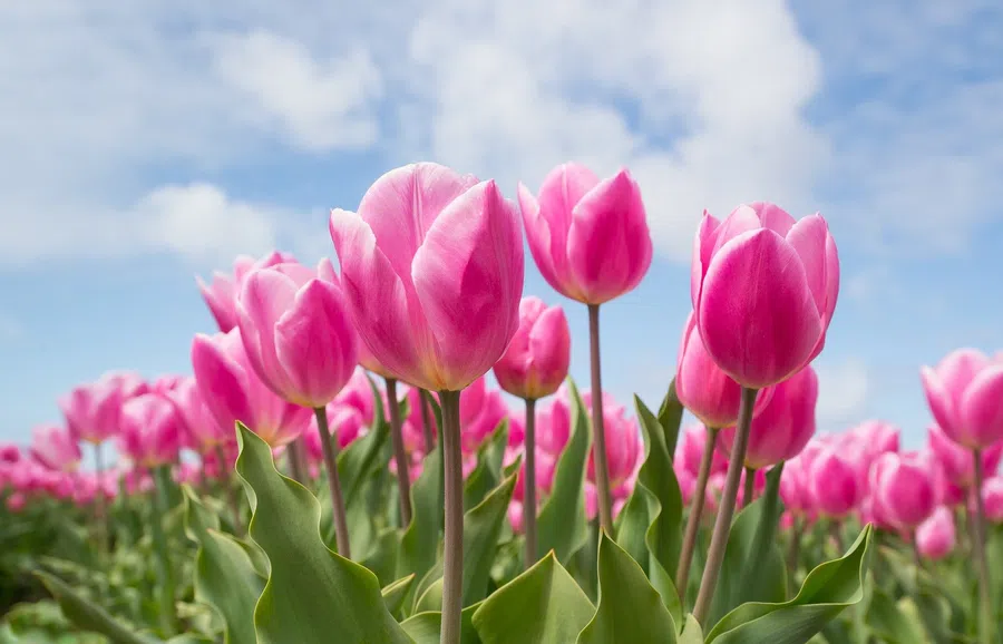 Тюльпаны считаются одним из главных символов 8 марта. Фото: Pixabay.com