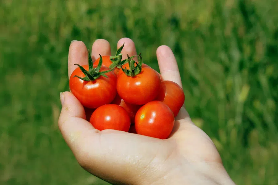 Как выбрать томаты без пасынкования: лучшие сорта и особенности ухода